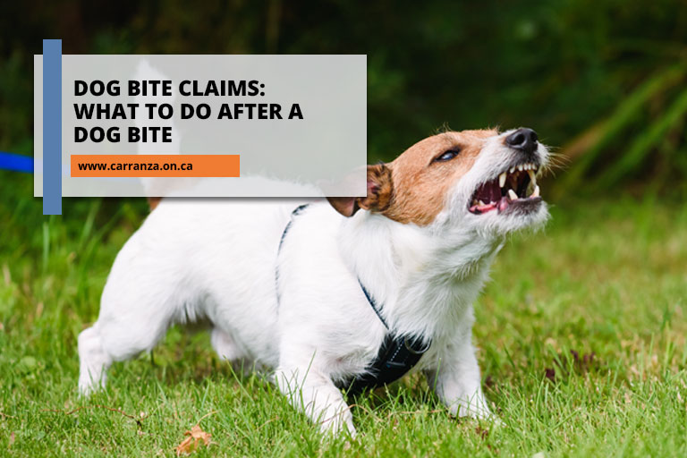 Dog-Bite-Claims-What-to-Do-After-a-Dog-Bite